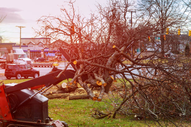 Best Fruit Tree Pruning  in Munday, TX