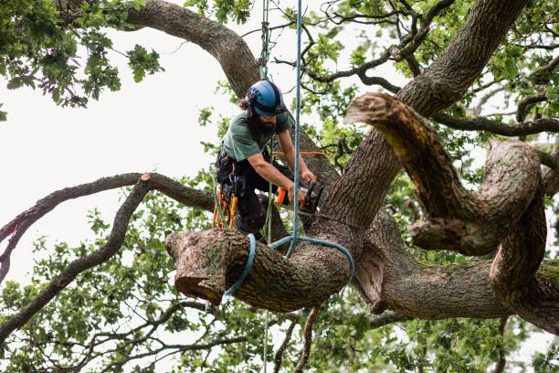 Best Storm Damage Tree Cleanup  in Munday, TX