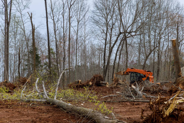 Best Stump Grinding and Removal  in Munday, TX