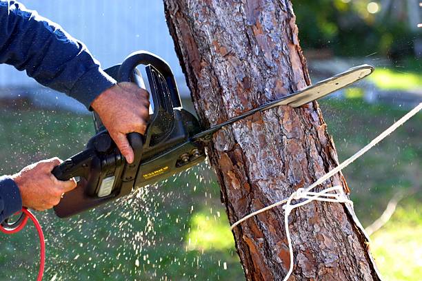 Best Utility Line Clearance  in Munday, TX