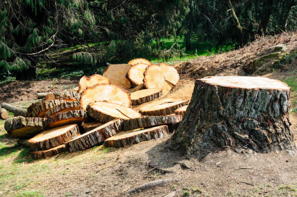 Best Firewood Processing and Delivery  in Munday, TX